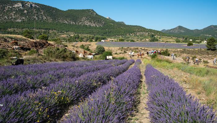 FIESTAS DEL SANT�SIMO CRISTO DEL RAYO