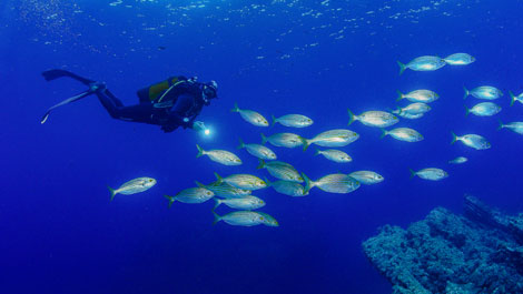 Cartagena - La Azoh�a  - Cabo Ti�oso Marine Reserve