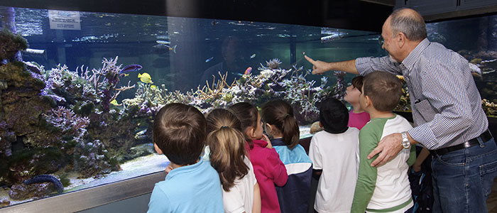 The Little Mermaid or Neptune?