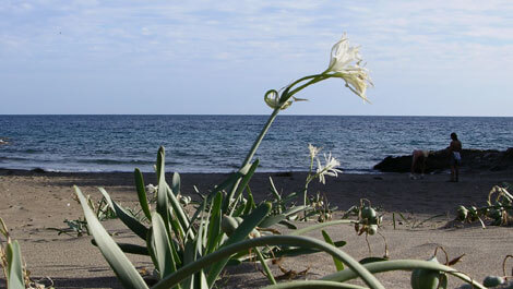 Wild beaches in Lorca