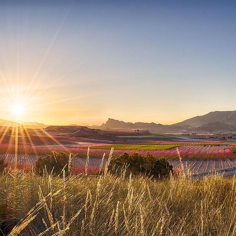 Cieza: floraci�n rosa, Ca��n de Almadenes y teatro al aire libre