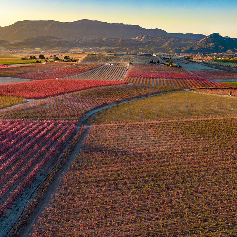 �Conoce la Regi�n de Murcia en primavera!