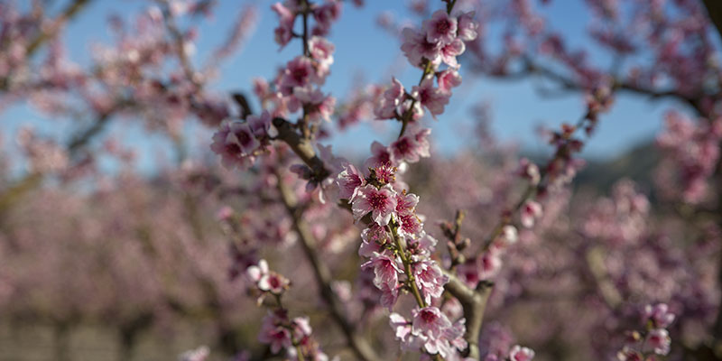Primavera