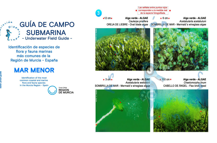 Gu�a de campo submarina del Mar Menor
