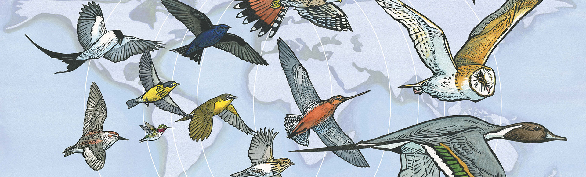 D�a Mundial de las Aves Migratorias