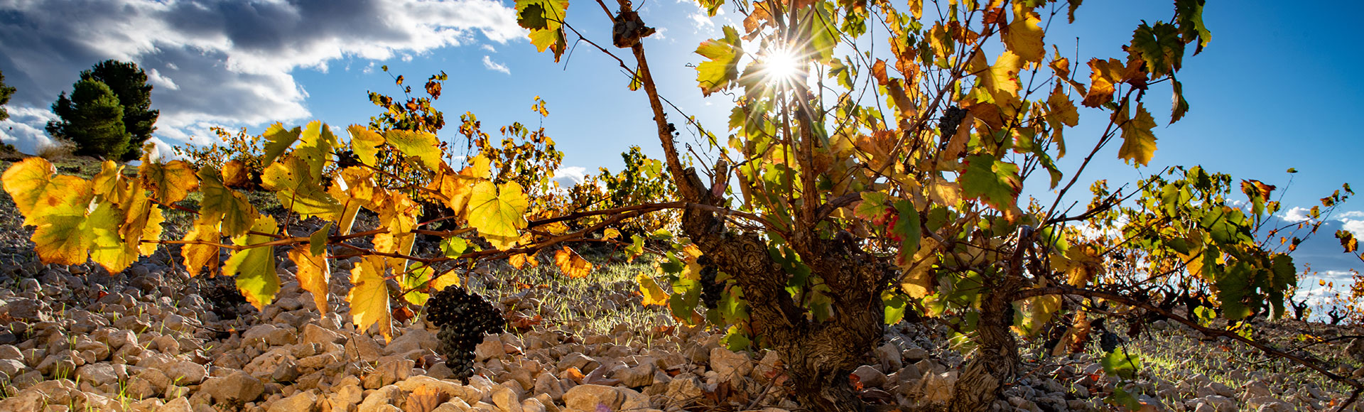 What you shouldn't miss Jumilla