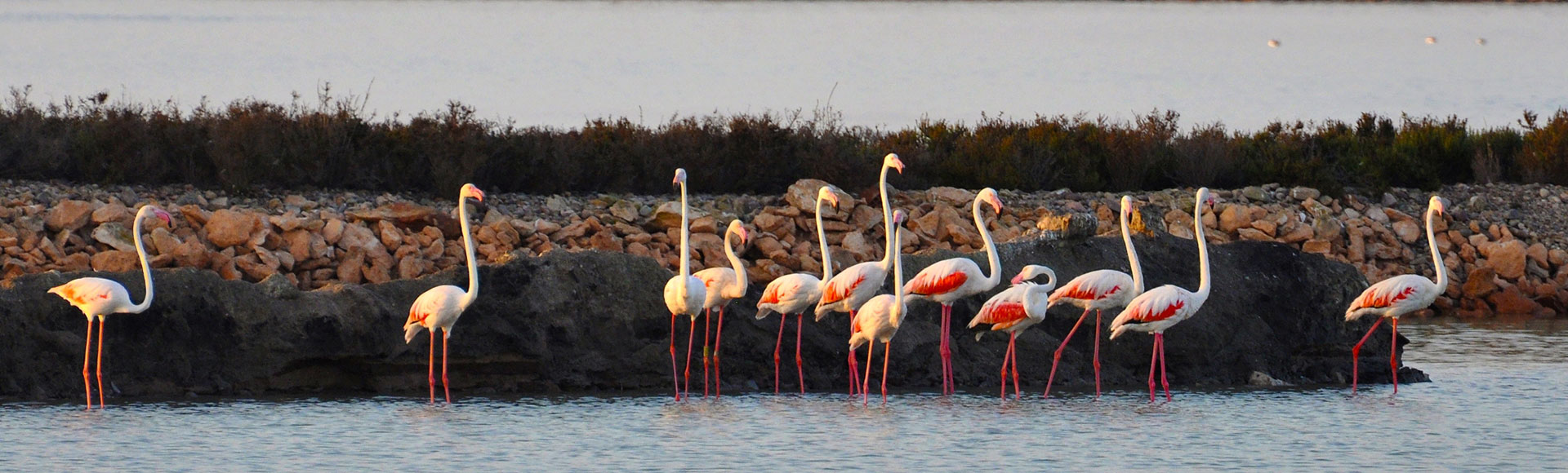 Especies singulares