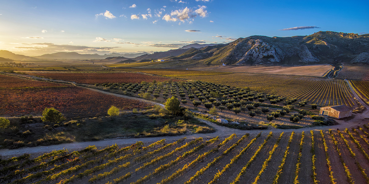 Icono VENDIMIA AND TRADITION