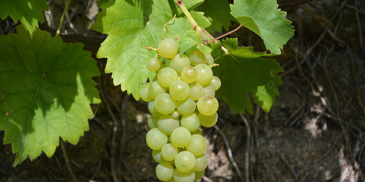 WHITE GRAPE VARIETIES