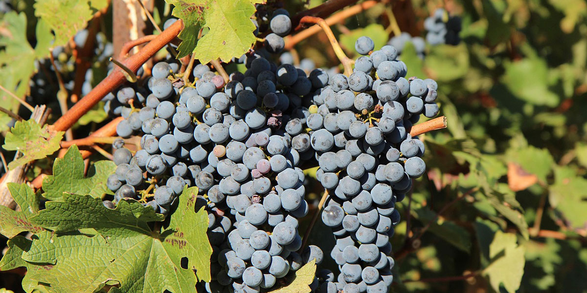 RED GRAPE VARIETES