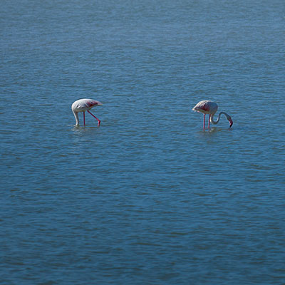 Flamingos
