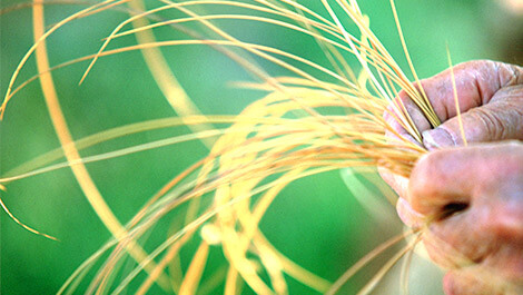 Things to Buy and Eat?