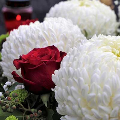 �Te gustan los crisantemos?