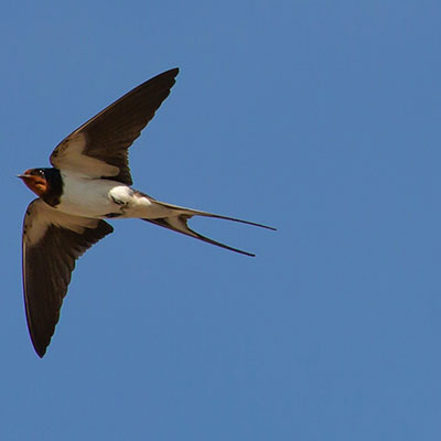 Swallow
