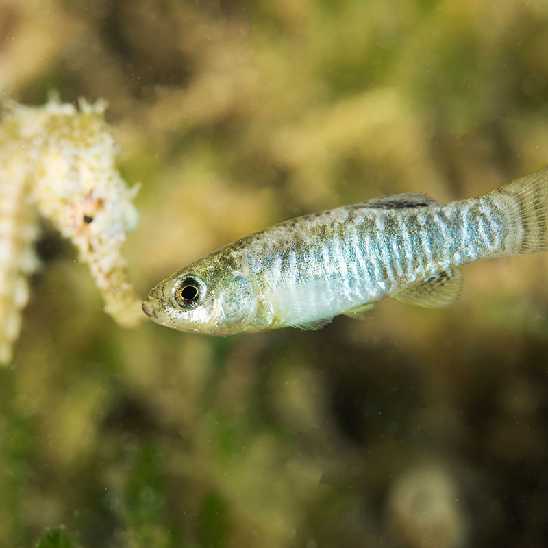 Spanish toothcarp (Iberian Lebias)