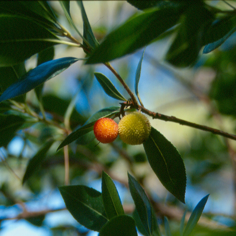 Strawberry tree (Arbutus unedo)