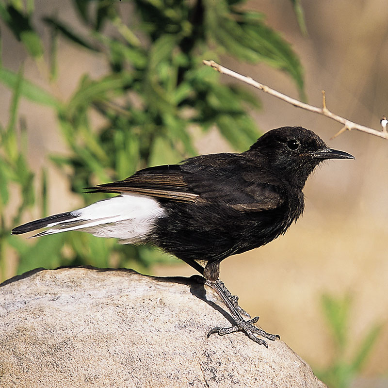 Black wheatear (Oenanthe leucura)