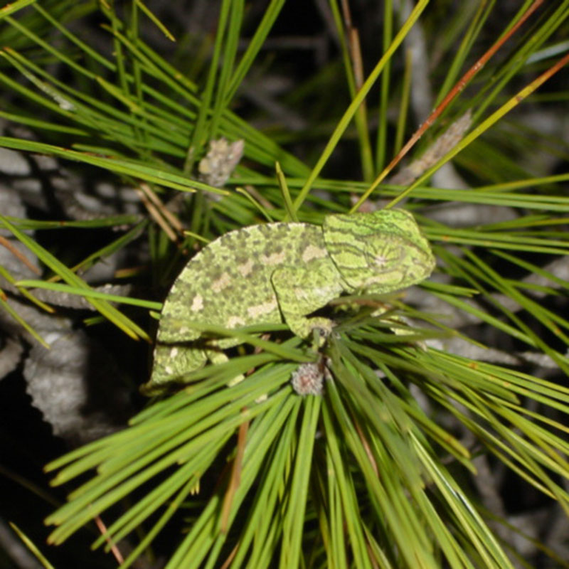 Common chameleon (Chamaeleo chamaeleon)