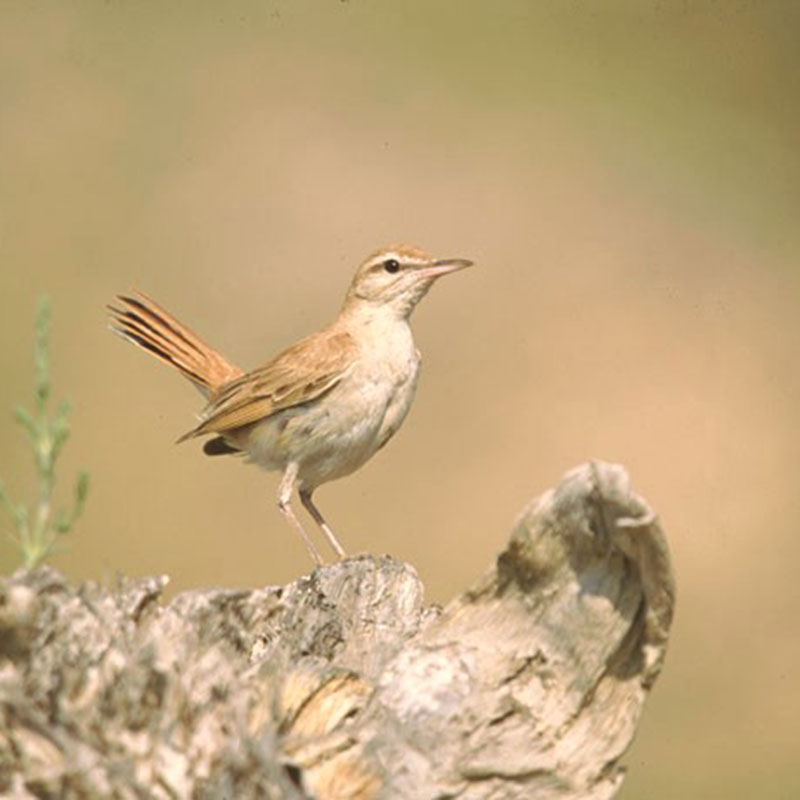 Rufous-tailed scrub robin (Cercotrichas galactotes)