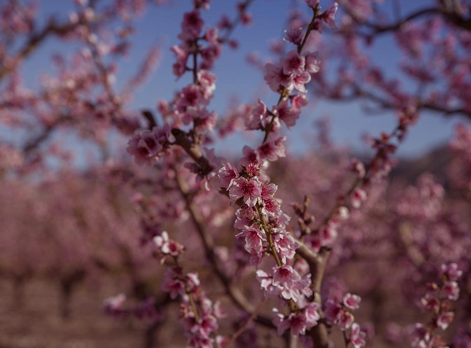 Cieza: la magia te espera