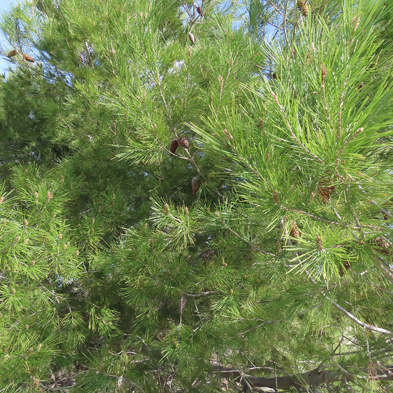 Aleppo pine (Pinus halepensis)