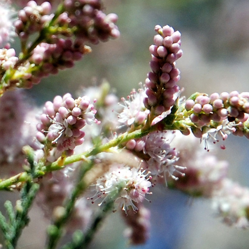Tamarisk (Tamarix subsp.)