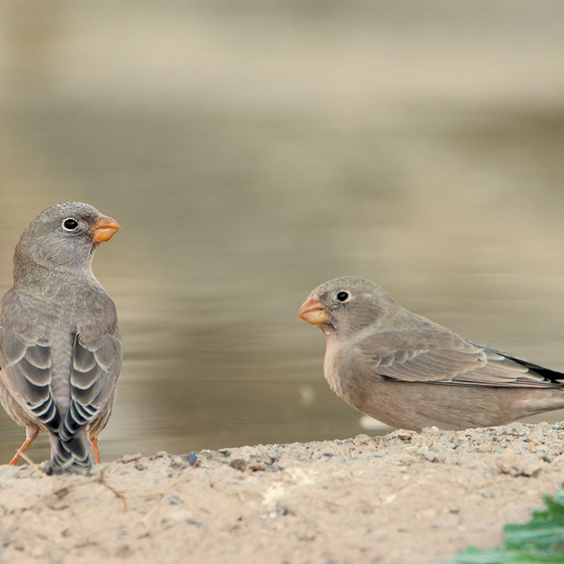 Trumpeter finch (Bucanetes githagineus)
