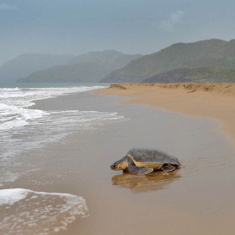 Loggerhead sea turtle (Caretta caretta)