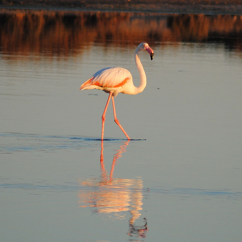 Common flamingo (Phoenicopterus roseus)