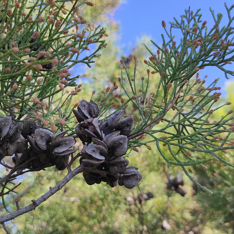 Cartagena cypress (Tetraclinis articulata)