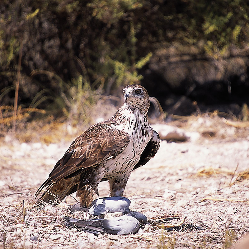 Bonelli's eagle (Aquila fasciata)