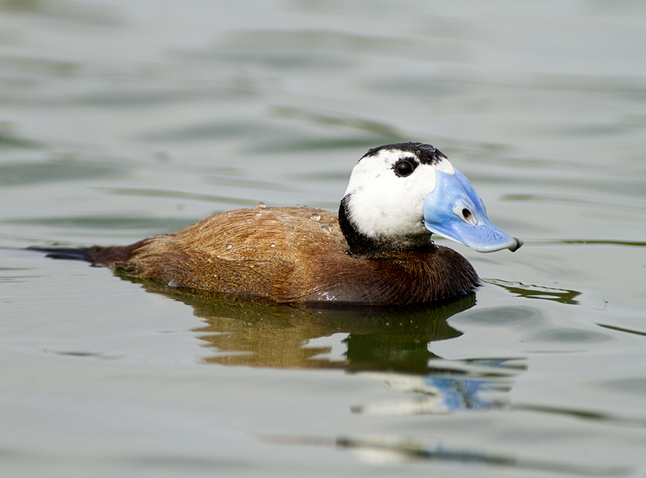 EL �LTIMO SUPERVIVIENTE