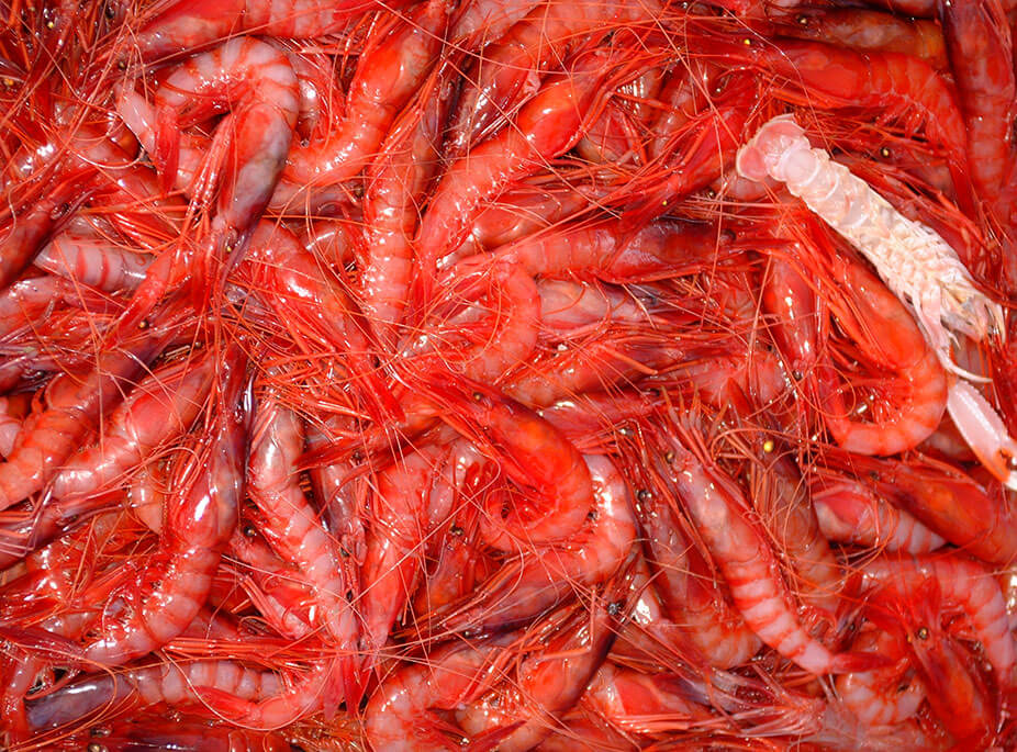 SIND SIE EIN LECKERM�ULCHEN?