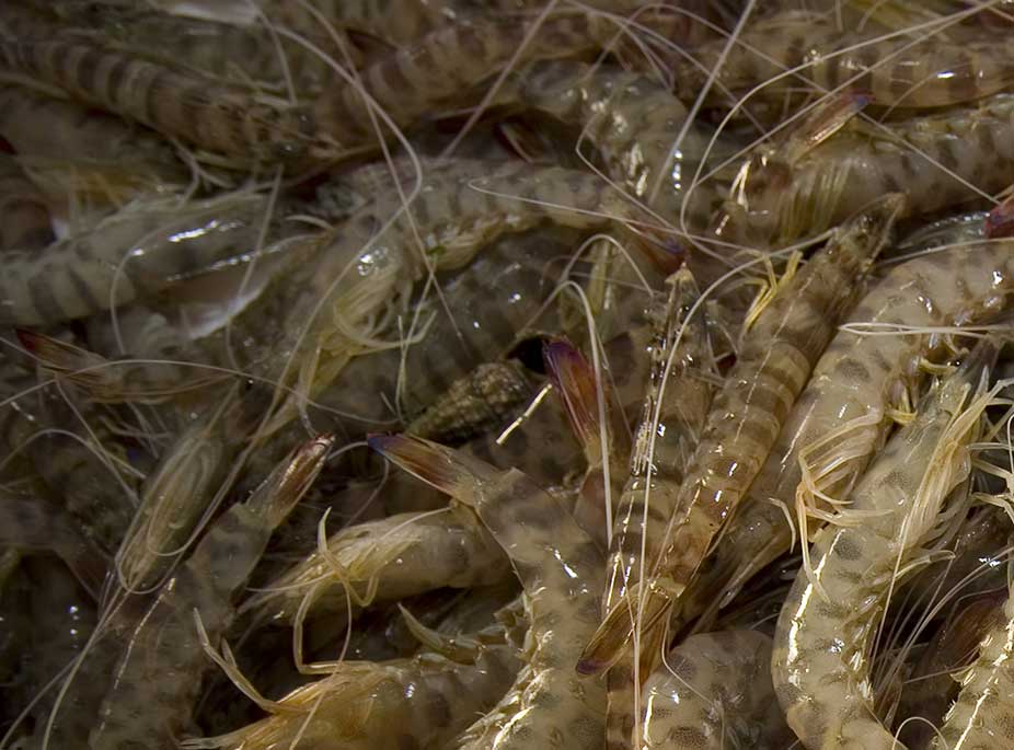 RIESENGARNELEN VON MAR MENOR