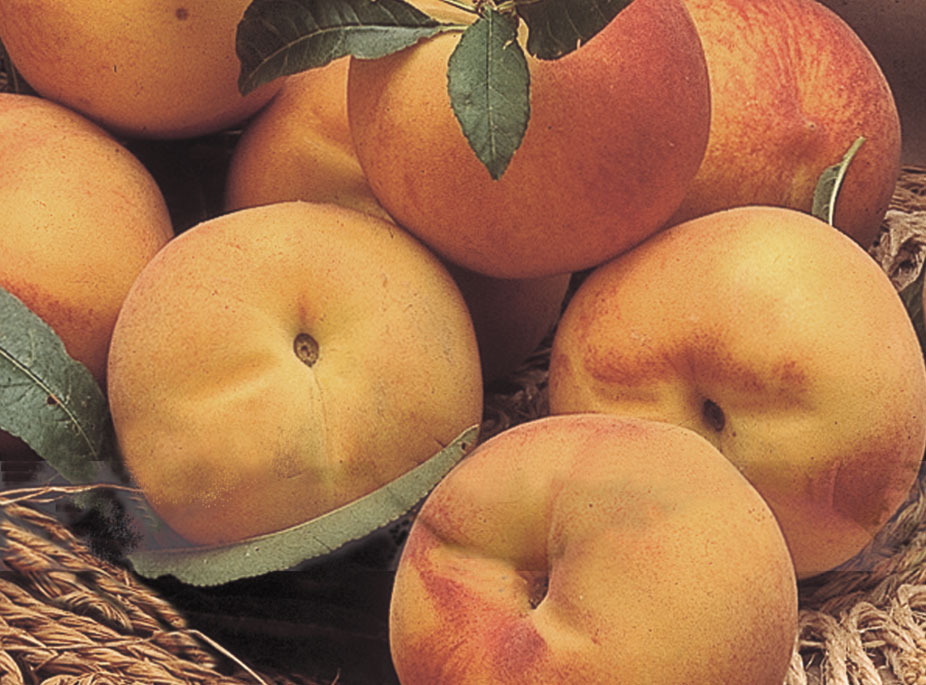 DALE GUSTO AL PALADAR