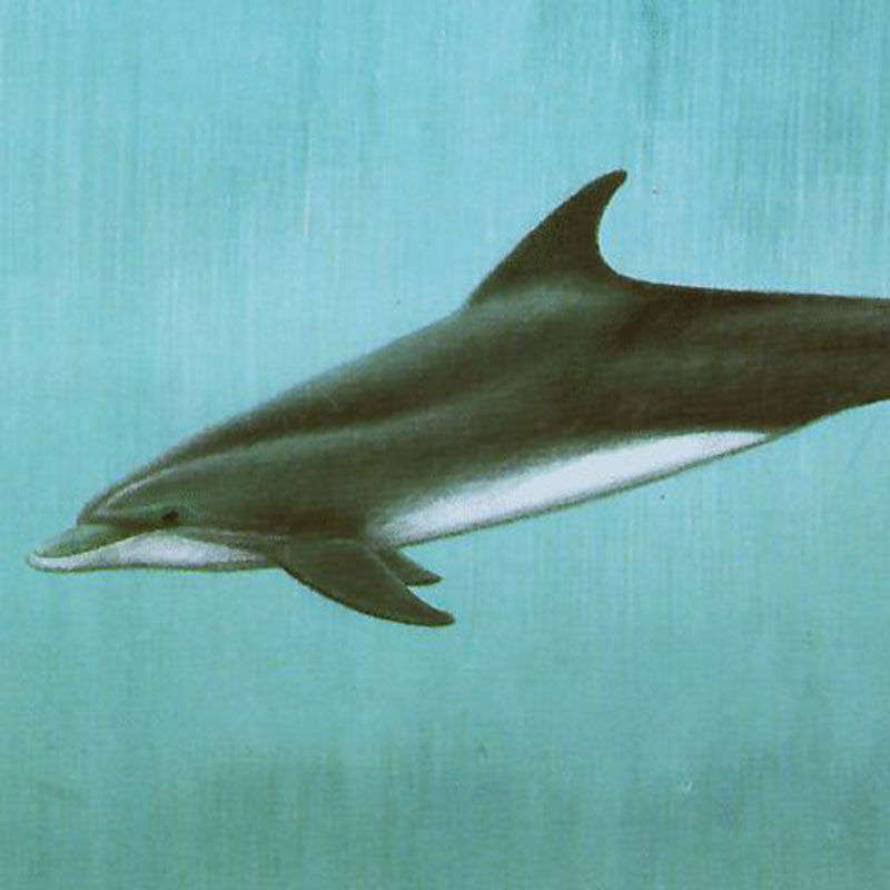 Bottlenose dolphin (Tursiops truncatus)