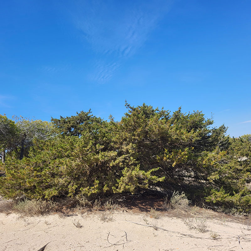 Mediterranean juniper (Juniperus phoenicia subsp. turbinata)