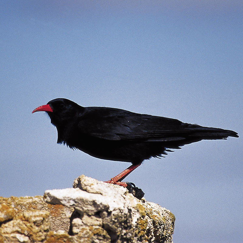 Red-billed chough (Phyrrocorax phyrrocorax)