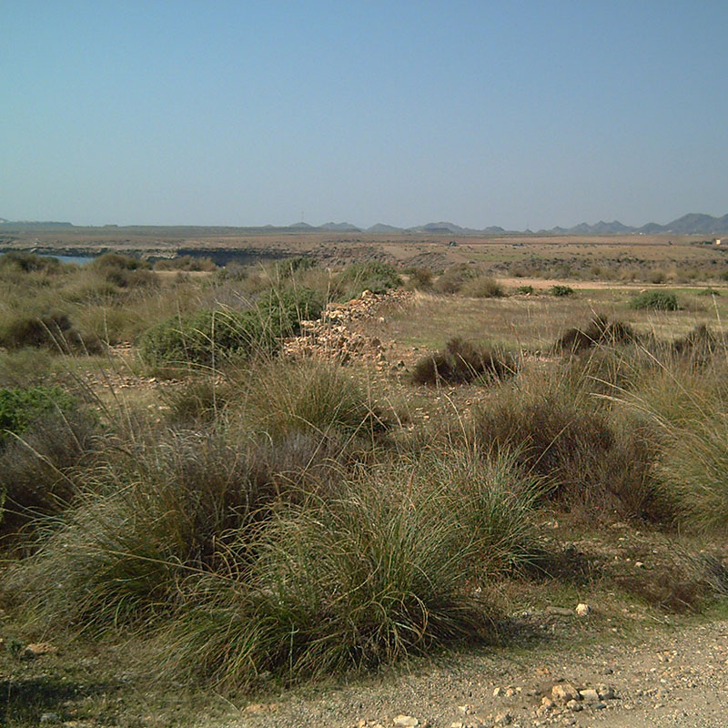 Esparto (Macrochloa tenacissima)