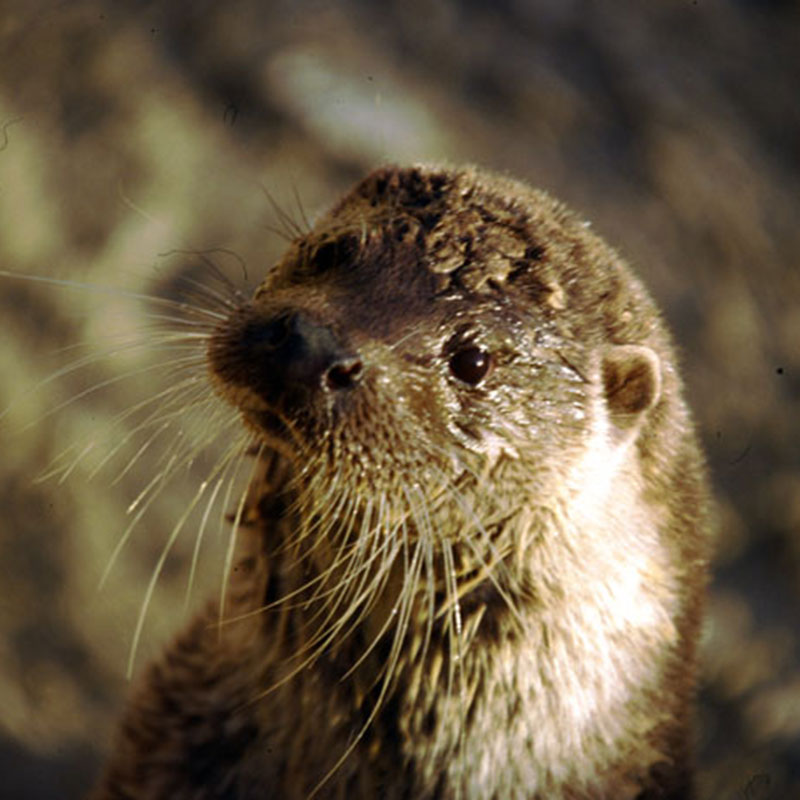 Eurasian otter (Lutra lutra)