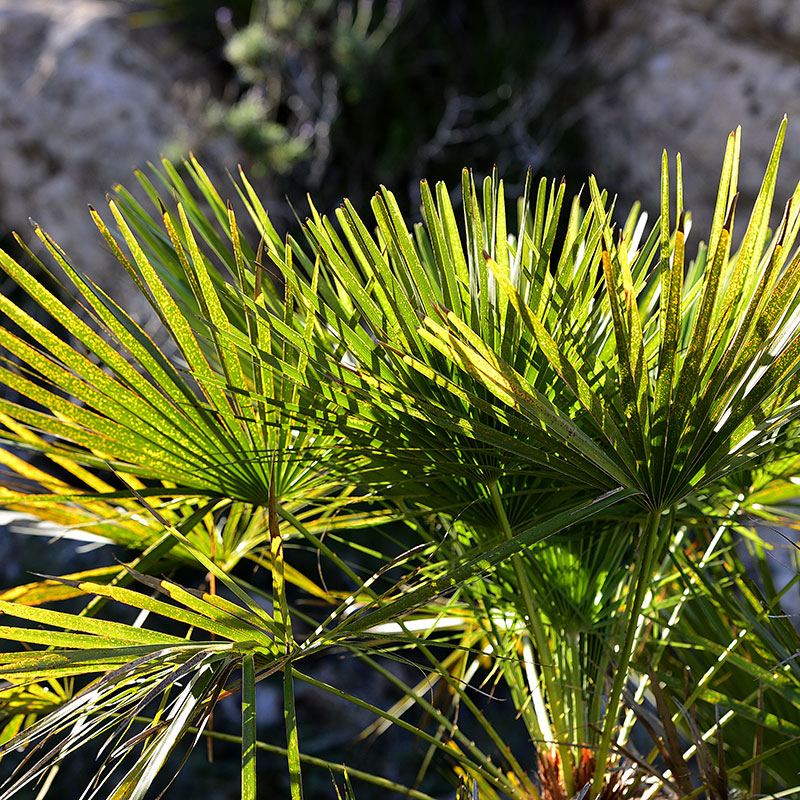 European fan palm (Chamaerops humilis)