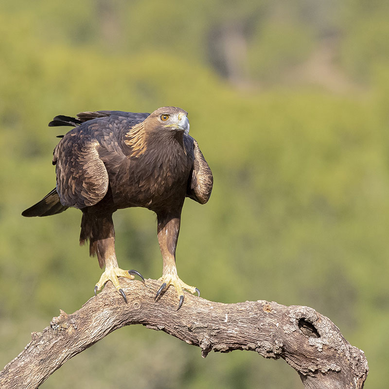 Golden eagle (Aquila chrysaetos)