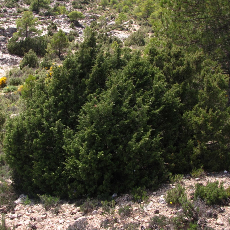 Spanish juniper (Juniperus thurifera)