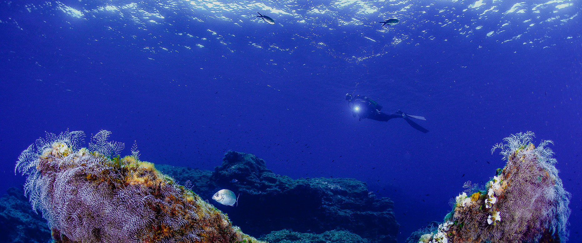 Buceo en la Costa C�lida