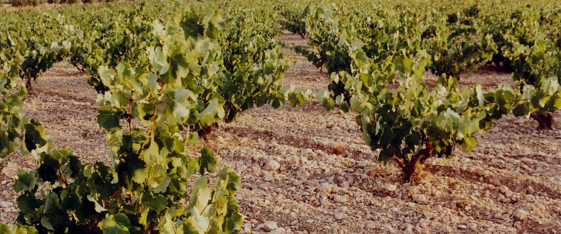 Ruta del Vino de Yecla