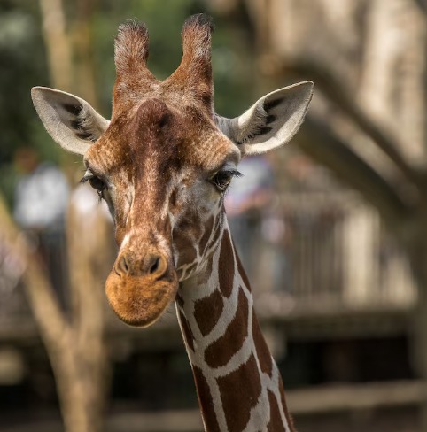 Zoos