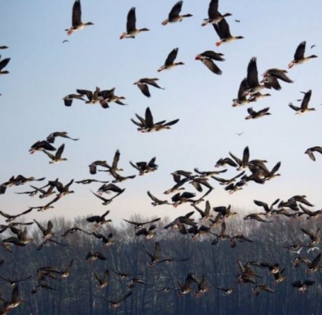 D�a Mundial de las Aves Migratorias