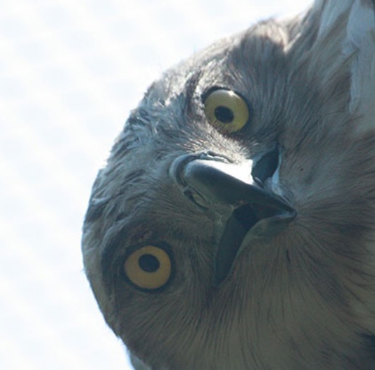 Avistamiento de Aves
