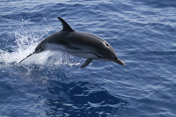 CET�CEOS Y NAVEGACI�N