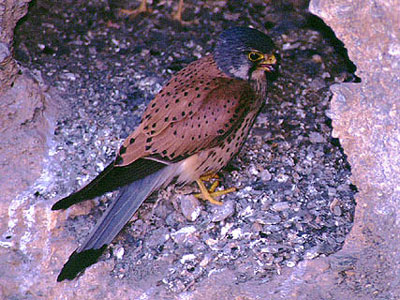 SIERRA DE LAS MORERAS